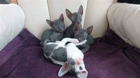 The Cornish Rex is a small to medium-sized breed with males reaching weights of up to 4. . Cornish rex kittens for sale florida
